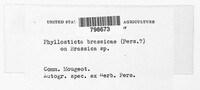 Leptosphaeria maculans image